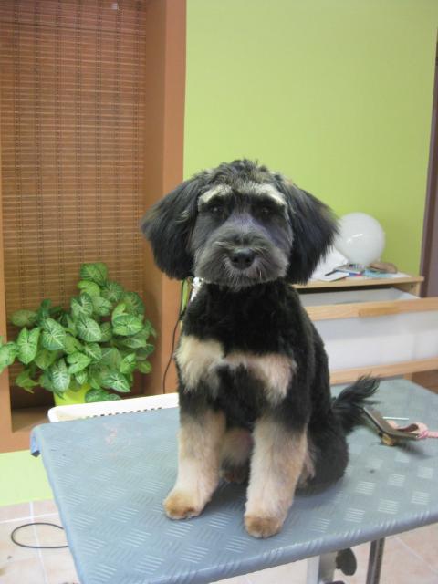 Jazmin, Tibet Terrier